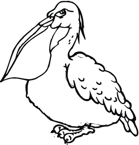 Pelican 12 Coloring page