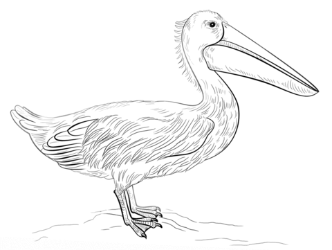 Pelican Coloring page