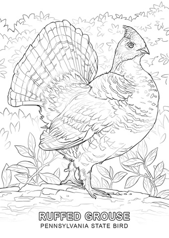 Pennsylvania State Bird Coloring page