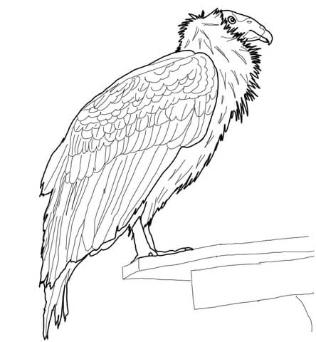 Perched California Condor Coloring page