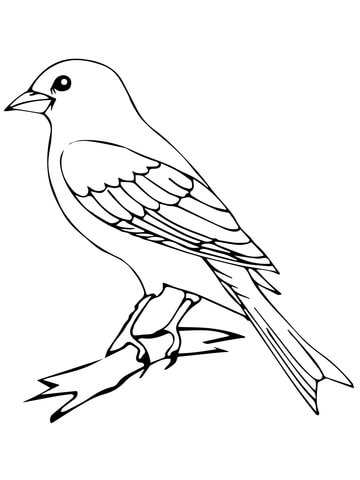 Perched Canary Bird Coloring page