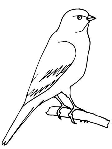 Perched Canary Coloring page