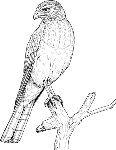 Perched Eagle Coloring page