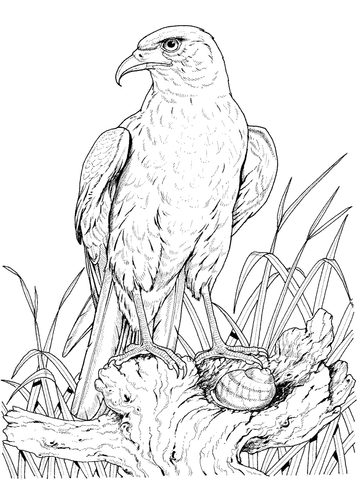Perched Golden Eagle Coloring page