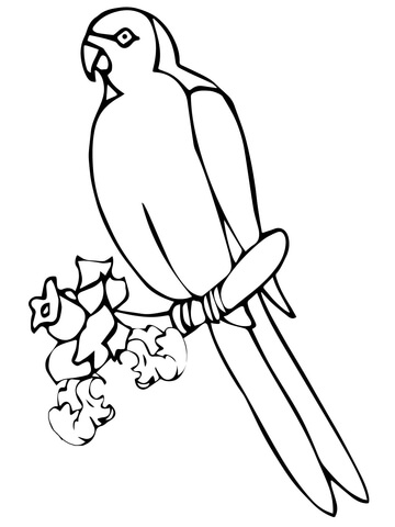 Perched Lorikeet Coloring page