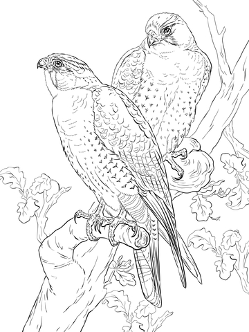 Peregrine Falcons Coloring page