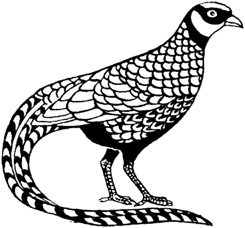 Pheasant 5 Coloring page