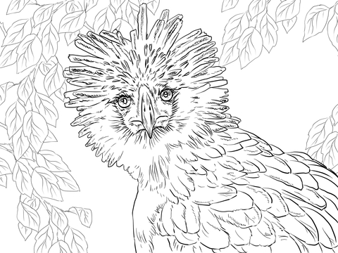 Philippine Eagle Portrait Coloring page