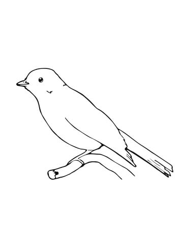 Perched Phoebe bird Coloring page