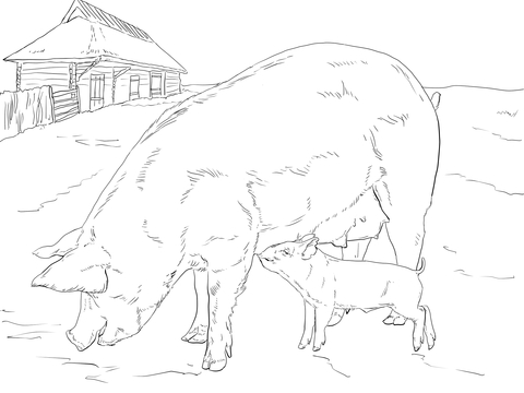 Pig Family Coloring page