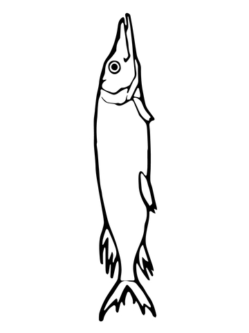 Pike Fish Coloring page