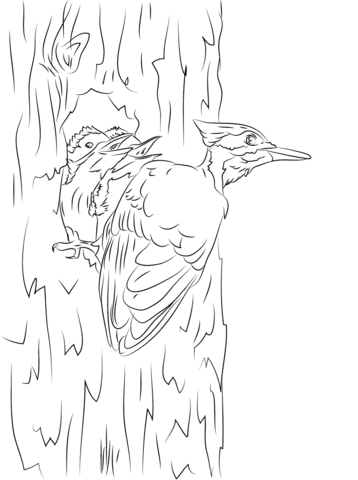 Pileated Woodpecker and chicks  Coloring page