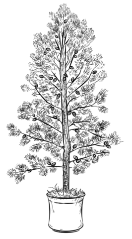 Pine Tree Coloring page