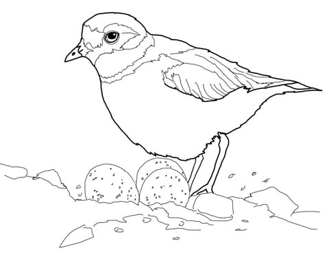 Piping Plover with Eggs in Nest Coloring page