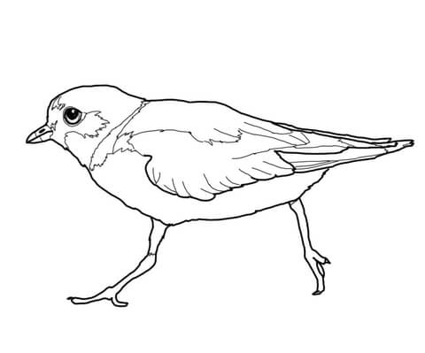 Pipping Plover Coloring page