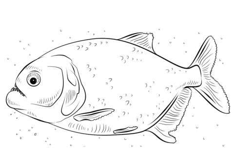Red-bellied piranha Coloring page