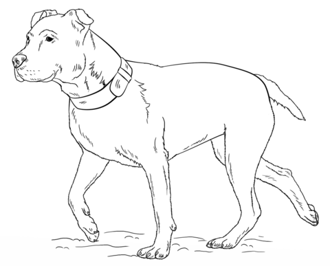 American Pitbull Terrier Coloring page