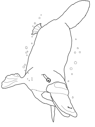 Platypus Swimming Underwater Coloring page