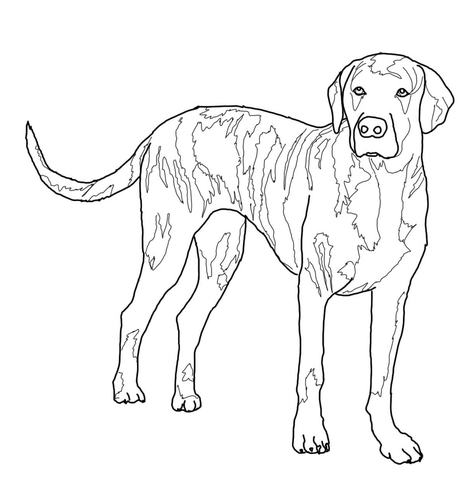 Plott Hound Coloring page