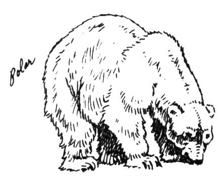 Polar Bear 2 Coloring page