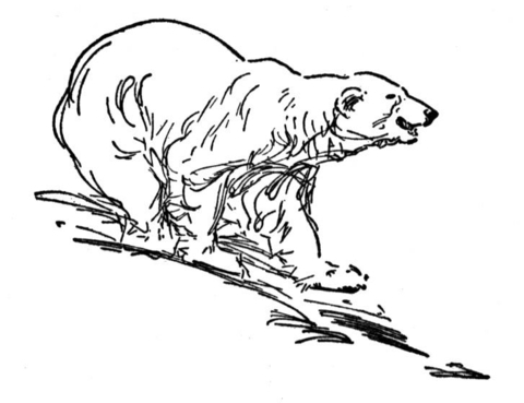 Polar Bear 3 Coloring page