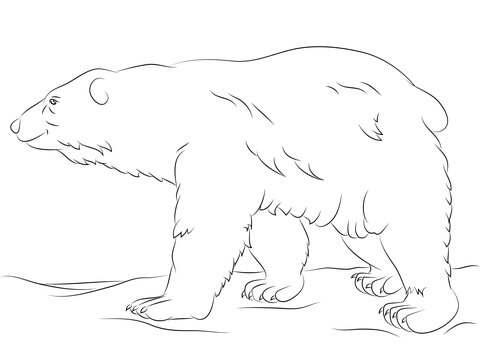Polar Bear Walks Coloring page