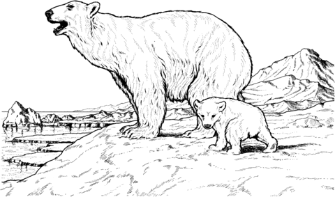 Polar Bear Mother and Baby Coloring page