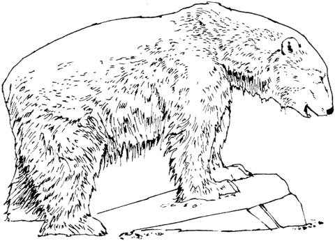 Polar Bear Stands On Stone Coloring page