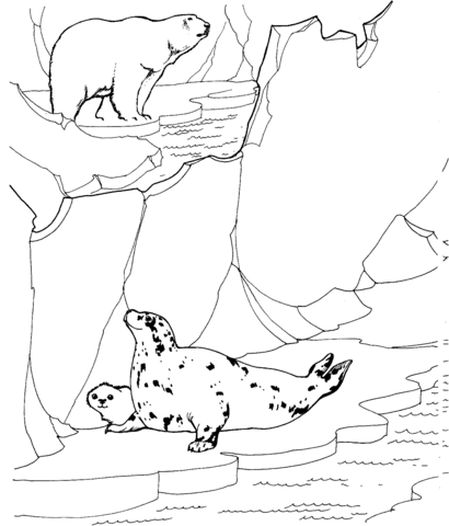 Polar Bear hunting for Ringed seals Coloring page