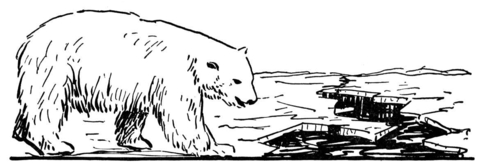 Polar Bear Walks At Beach Coloring page