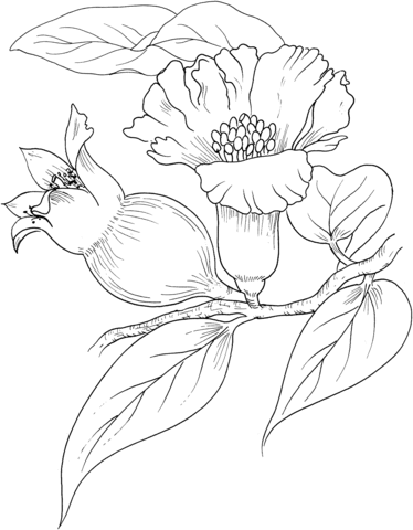 Pomegranate Blossom Coloring page