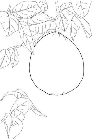 Pomelo on Tree Coloring page