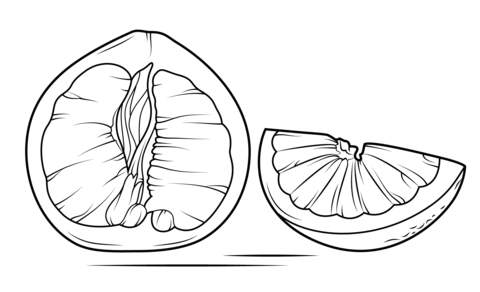 Pomelo Sliced Open Coloring page