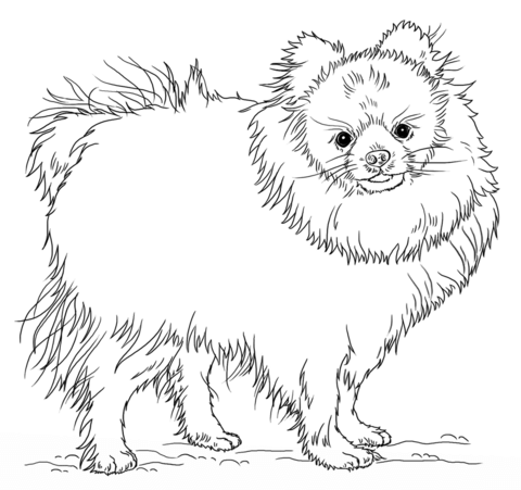 Cute Pomeranian Coloring page