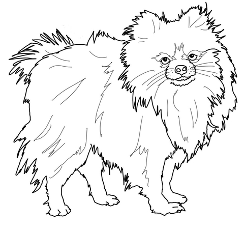 Pomeranian dog Coloring page