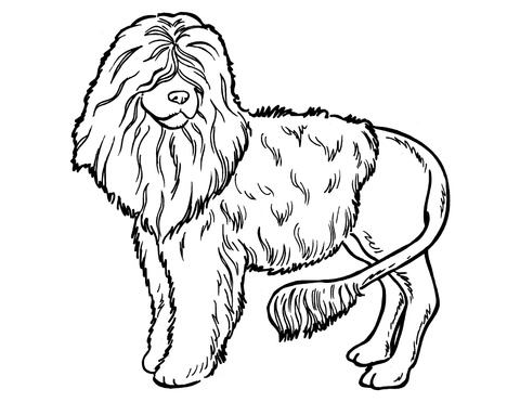 Poodle Dog Coloring page