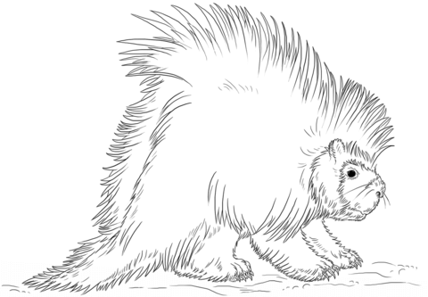North American porcupine Coloring page