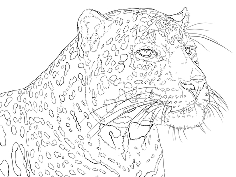 Portrait of Indian Leopard Coloring page