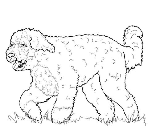 Portuguese Water Dog Coloring page