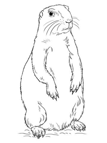 Prairie Dog Standing Coloring page