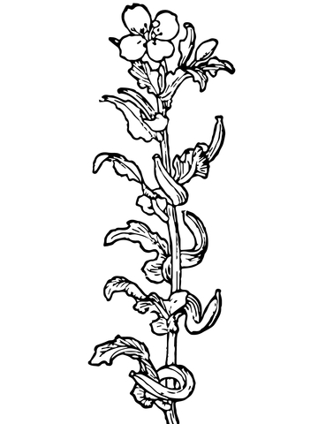 Primrose Flower Coloring page