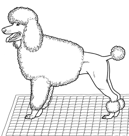 Poodle Coloring page