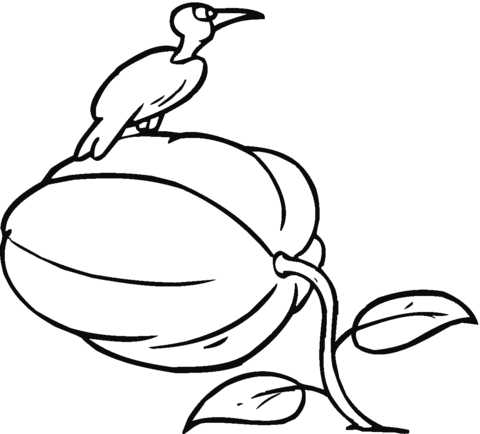 Bird on The Top of Pumpkin Coloring page