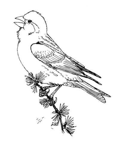 Purple Finch Coloring page