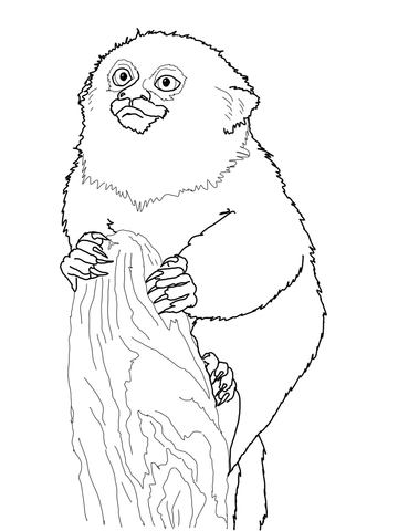 Pygmy Marmoset Monkey Coloring page
