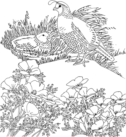California valley quails and poppy flower Coloring page