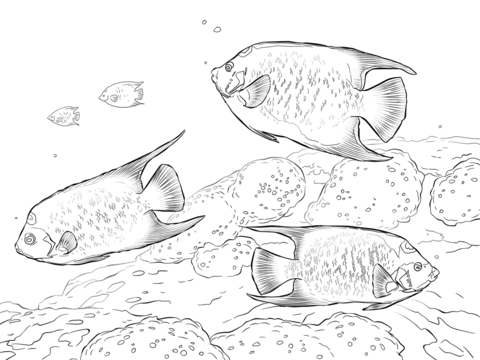 Queen Angelfishes Coloring page