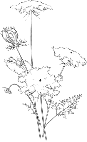 Queen Anne's Lace Coloring page
