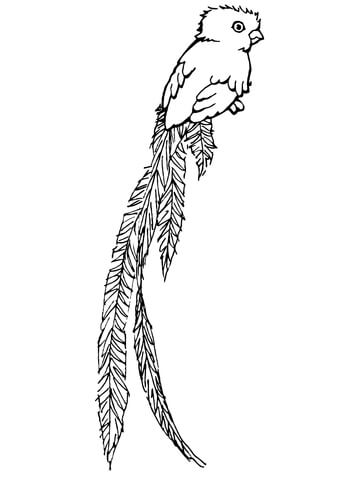 Quetzal Bird-of-Paradise Coloring page