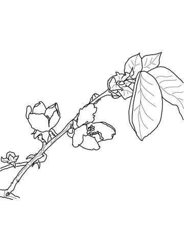 Quince Blossom Coloring page